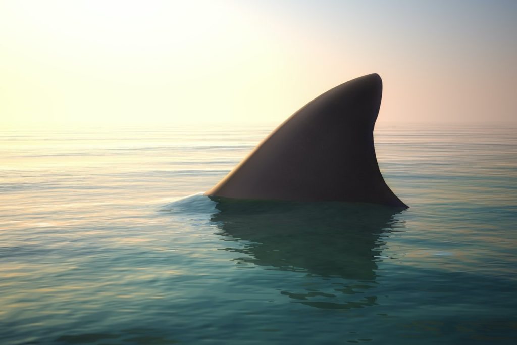 Image of shark fin above ocean water.