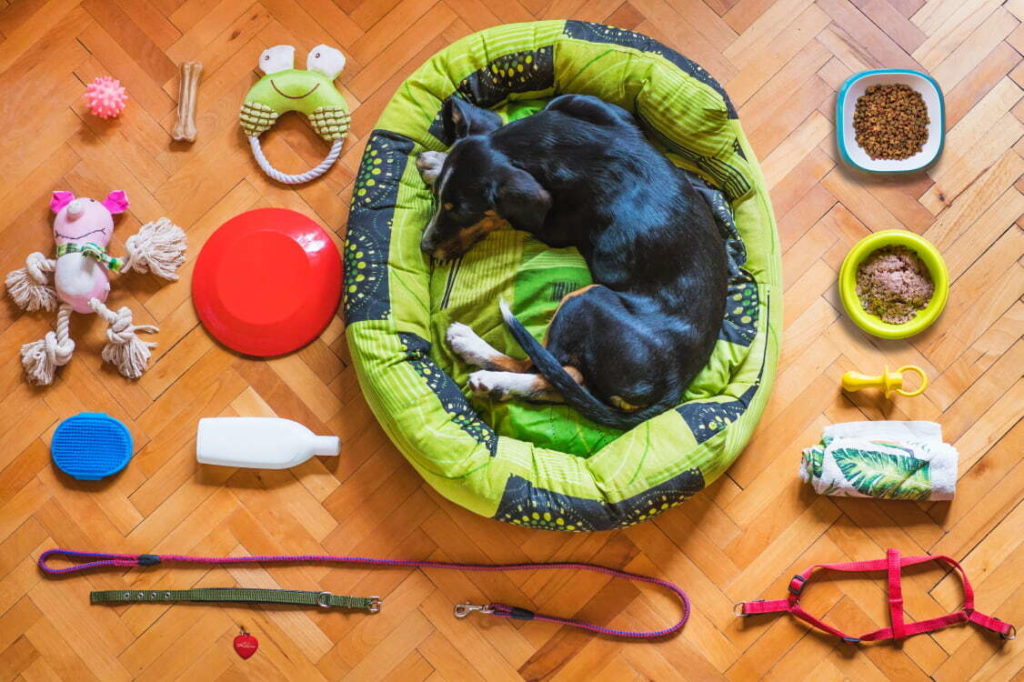 dog sleeping in bed with leash, toys, tag, food surrounding it, showing all the expenses that come with a dog