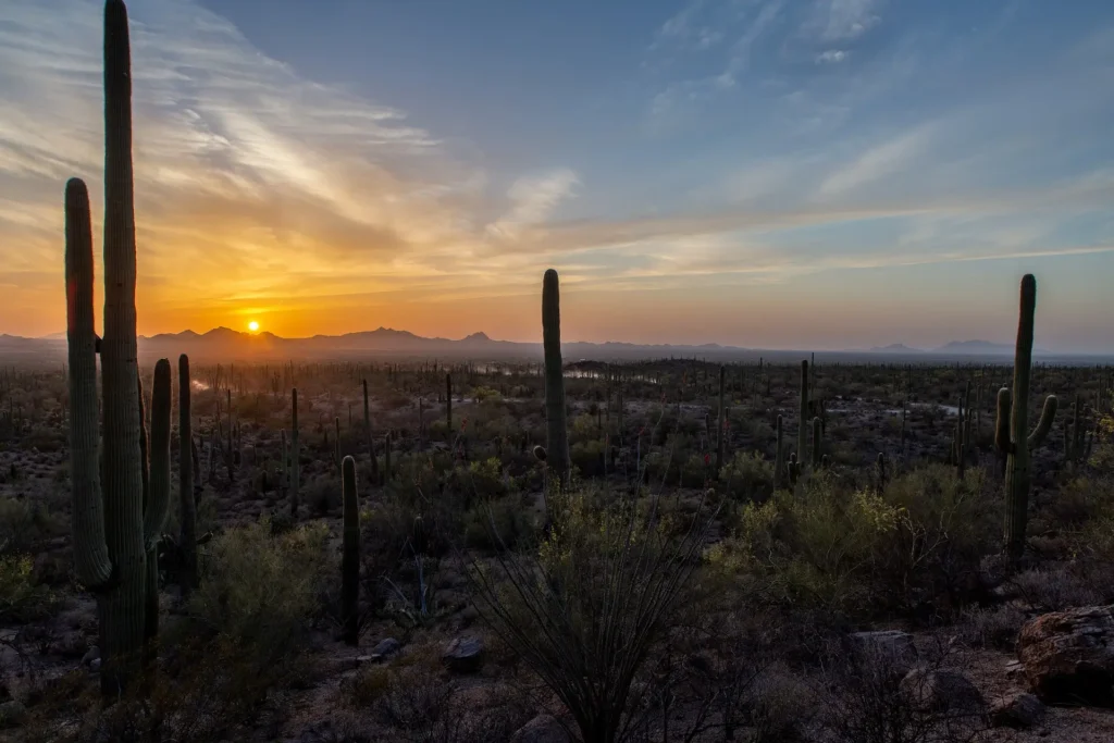 A sunset in the sonoran desert featuring a colorful sunset and desert landscape.