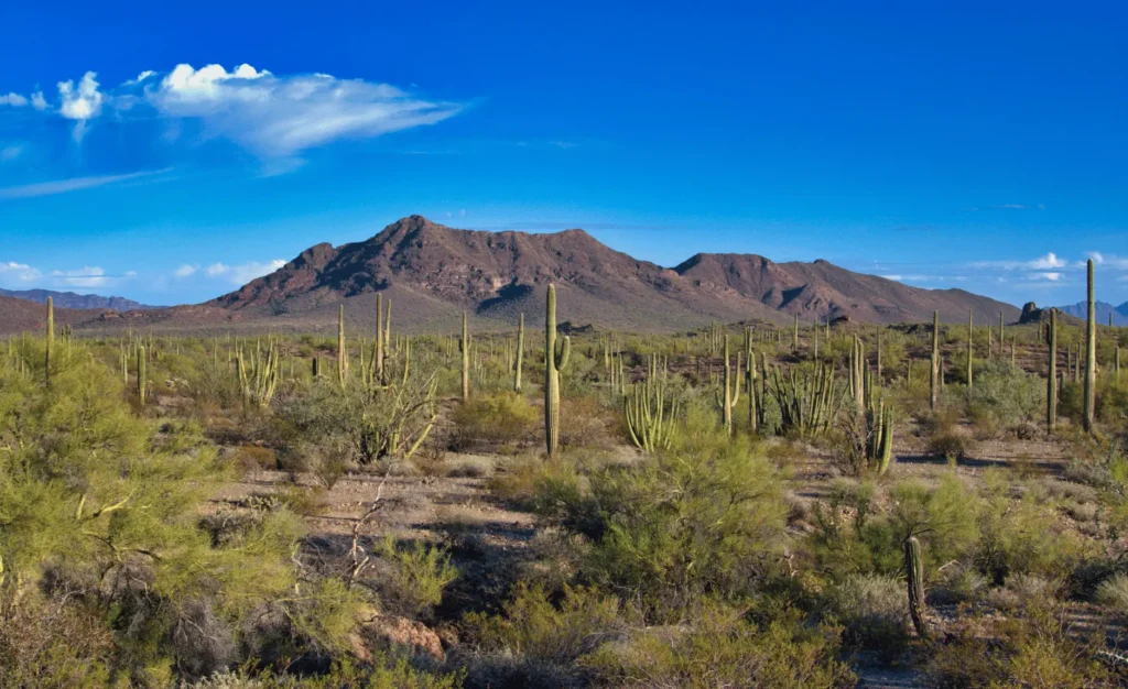 a photo of the Sonoran Desert with mountains, a blue sky, trees, bushes and dirt.