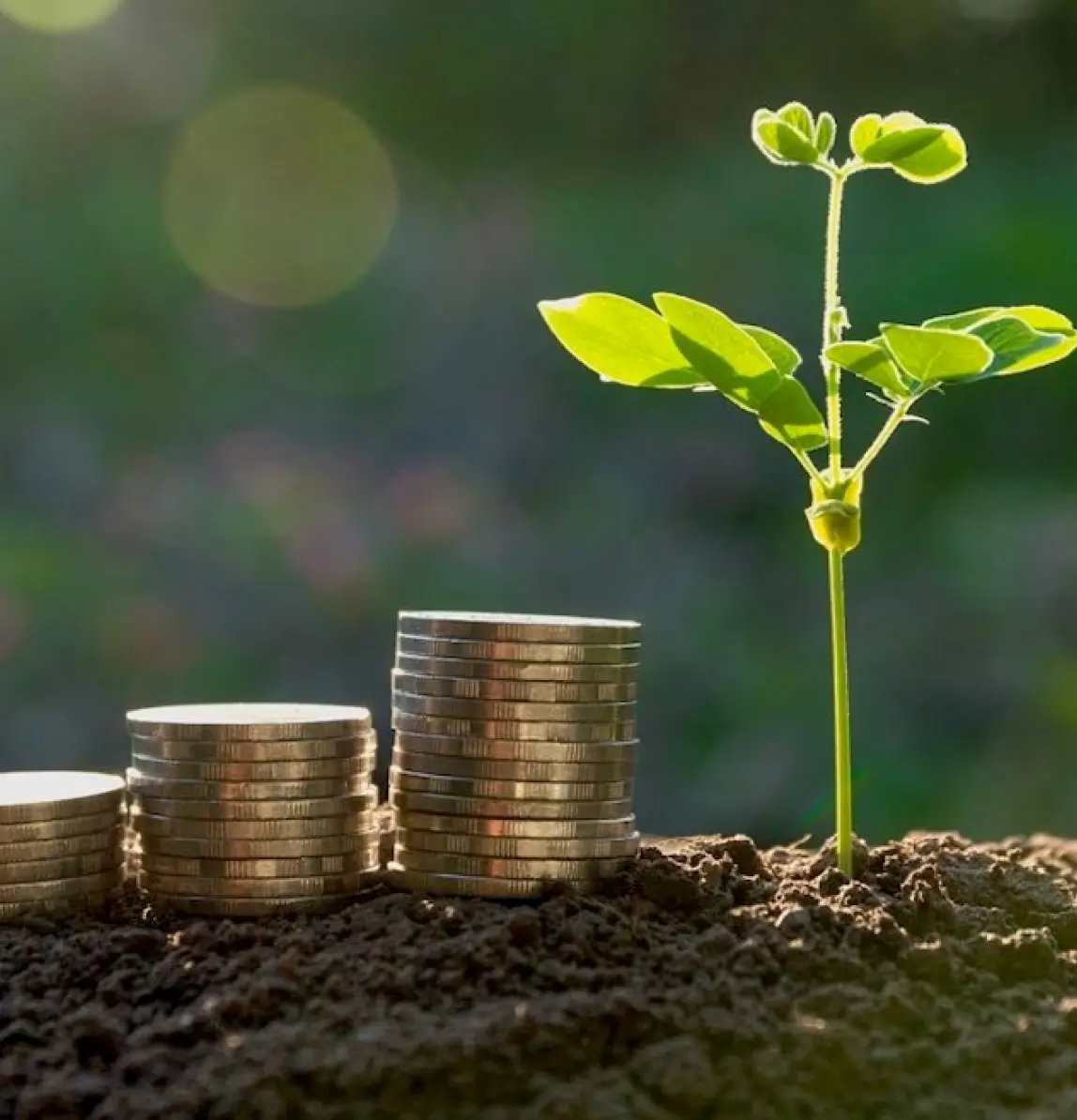 Coins stacked by healthy seedling