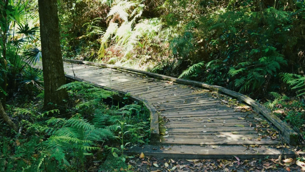 a wooden path in a trail that is going back and to the left